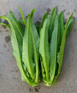 利農(nóng)無斑香油麥菜
