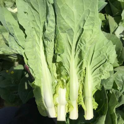 利農(nóng)小英白苔