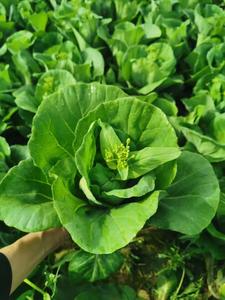 太陽(yáng)白芯菜薹