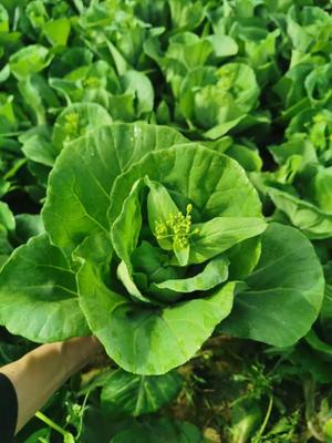 太陽(yáng)白芯菜薹