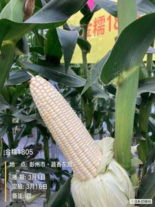 金糯1805白甜糯玉米