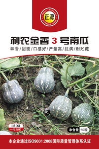 利農(nóng)金香3號南瓜
