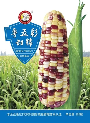 粵五彩甜糯玉米