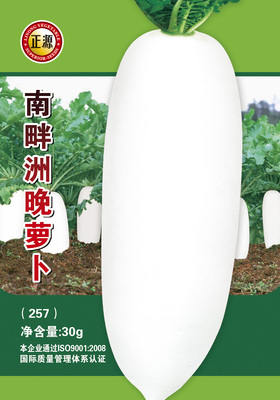 南畔洲晚蘿卜（257）