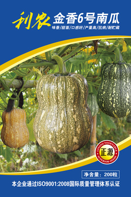 利農(nóng)金香6號(hào)南瓜