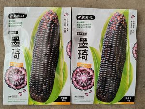 墨琦玉米