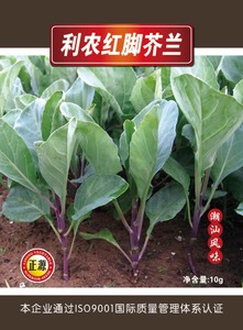 利農(nóng)紅腳芥蘭