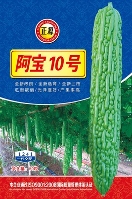 阿寶10號苦瓜