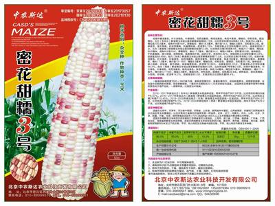 密花甜糯3號玉米