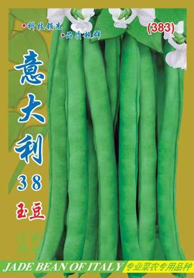 意大利38號(hào)玉豆