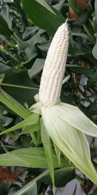 密甜糯1號玉米