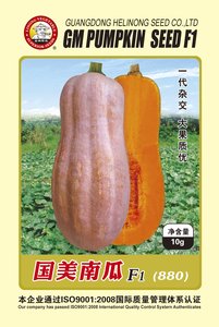 國美南瓜（880）