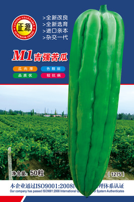 M1吉強苦瓜 （1275）