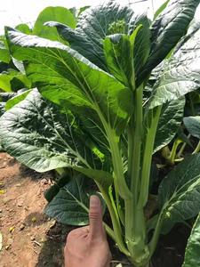 A105遲菜心