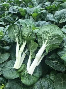 利農(nóng)中白芯
