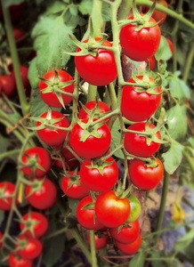 红樱番茄（501）