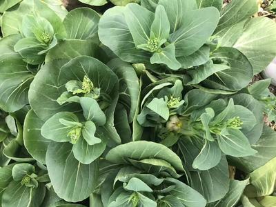 正源青芯3號