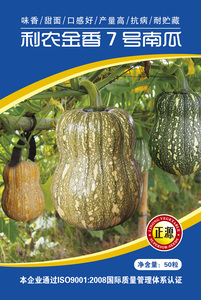 利農(nóng)金香7號南瓜