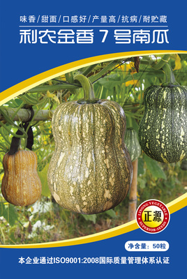 利農(nóng)金香7號(hào)南瓜