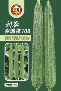 秋滿樓308花點(diǎn)絲瓜