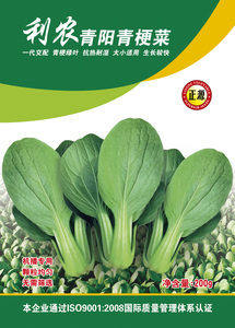 利農(nóng)青陽青梗菜