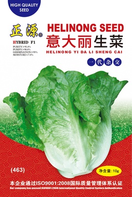 意大麗生菜（463）