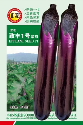 致豐1號(hào)紫茄（538）