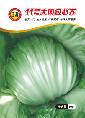 11號大肉包心芥