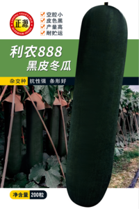 利農(nóng)888黑皮冬瓜