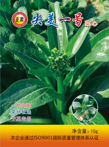 尖美一號菜心（2162）