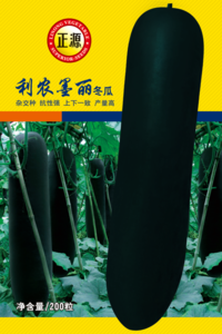 利農(nóng)墨麗冬瓜