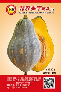 邦农香芋南瓜（1310）